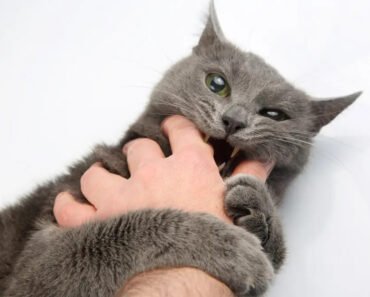Struggling to Understand Your Cat’s Behavior? Here’s Are Some Tips, What You Need to Know